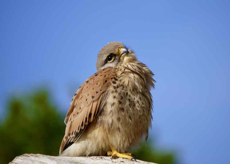 Ms kestrel poses for the camera in Bushy Park / Photo: Lesley Marshall (@LesleyAM13)