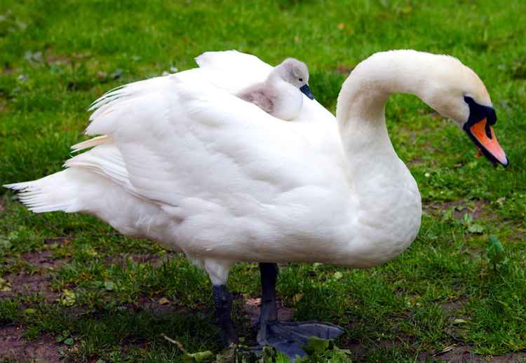 Happy cygnet gets a lift from mum / Photo: Carl Anderson (@carlywarly1964)