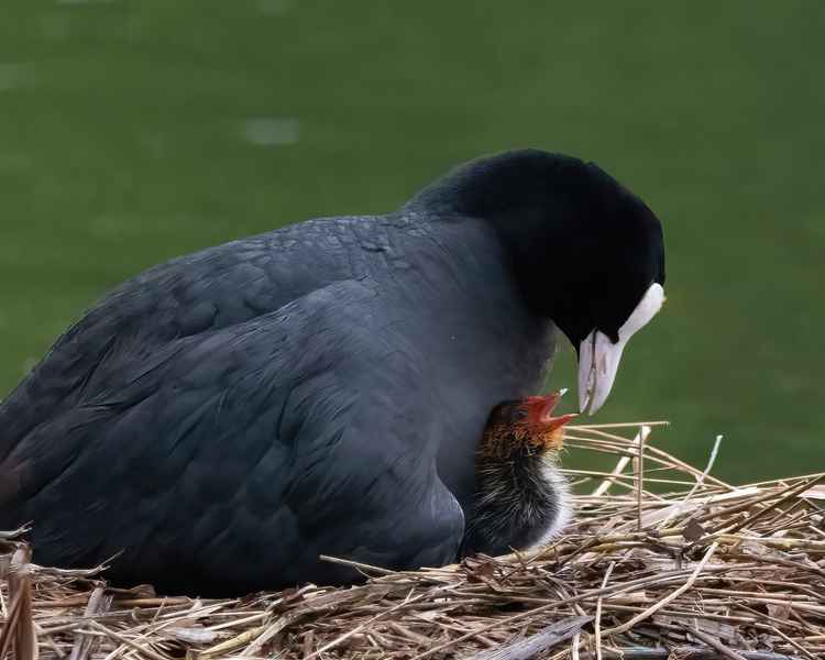 Very 'coot': a moment between mother and baby / Photo: Sue Lindenberg (@patlinberg)