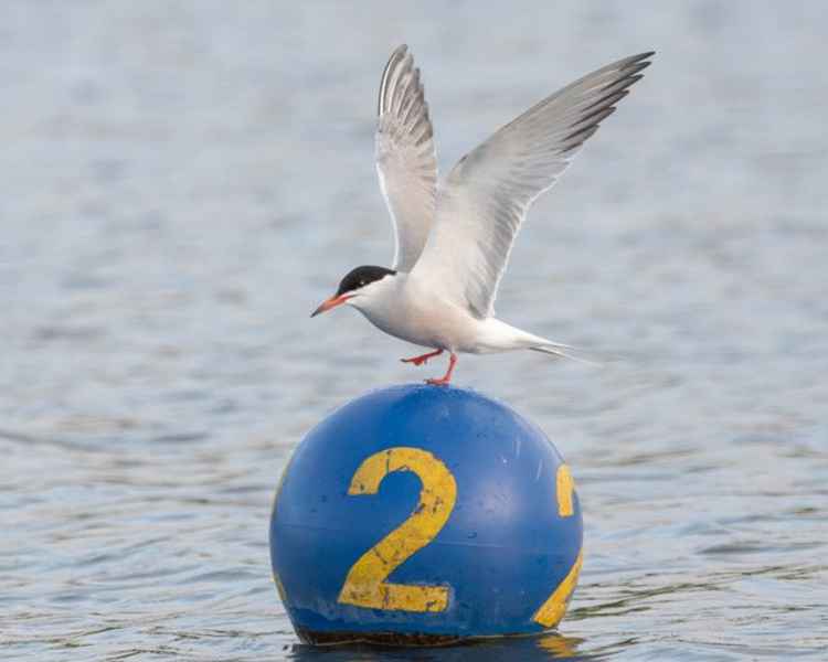 A common tern in Home Park - these birds often visit in the summer / Photo: Sue Lindenberg