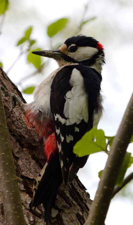 Spotted in Bushy Park: a woodpecker with its distinct markings on show / Photo: Carl Anderson