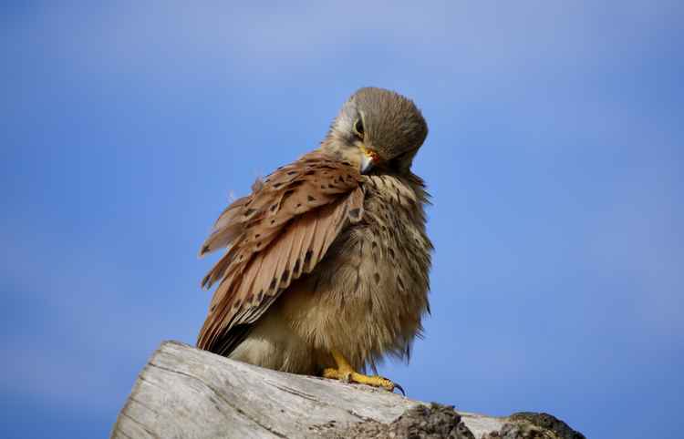 Another pose from Lesley's kestrel / Photo: Lesley Marshall