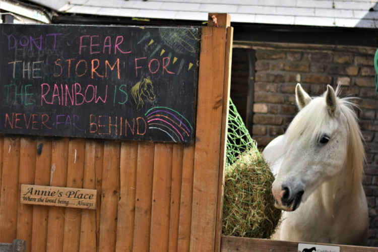 The Park Lane Stables 'cuddle horse', introduced over lockdown / Park Lane Stables