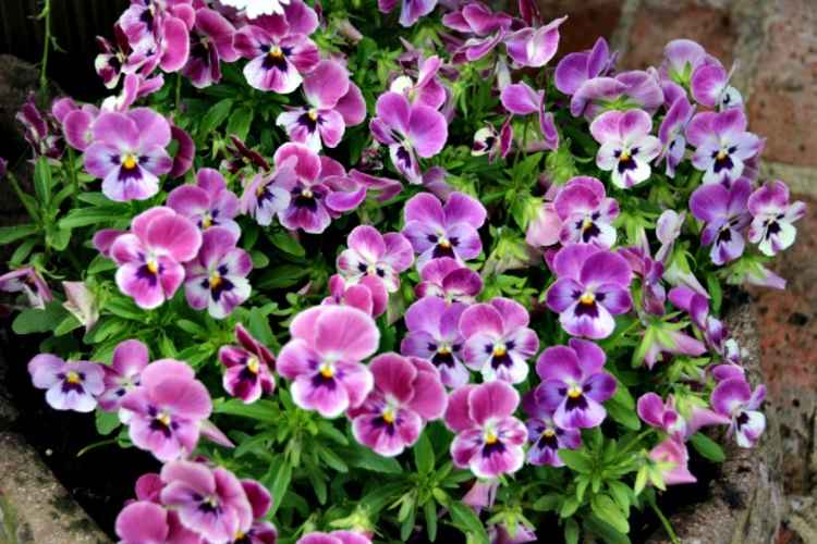 These purple pansies are pretty