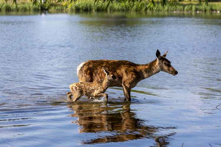 Mother deer and her calf go for a paddle / Cathy Cooper