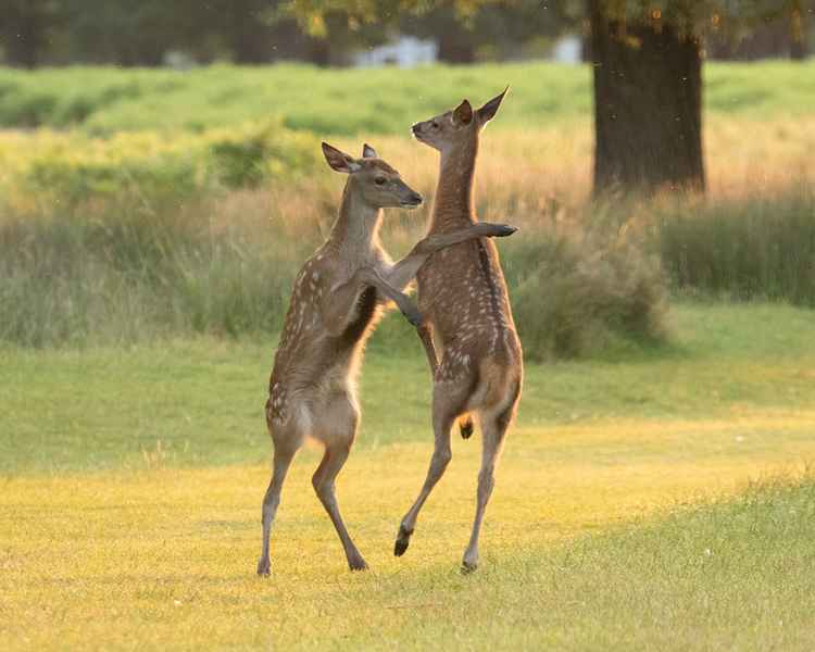 Baby deer play in Bushy Park / Sue Lindenberg