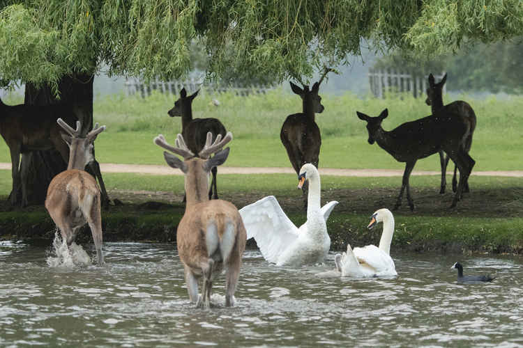 Dramatic photos capture the moment when a male swan reared up at a deer herd to protect his family (Credit: Sue Lindenberg)