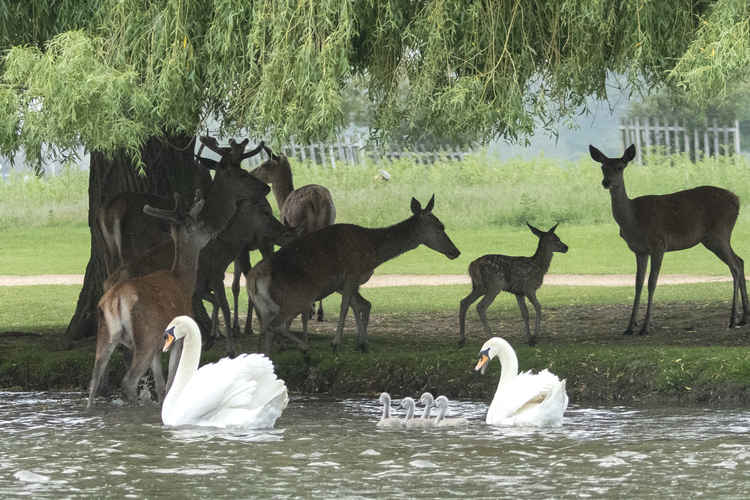 The deer avoided father swan after his brave actions, leaving the adorable family in peace (Credit: Sue Lindenberg)