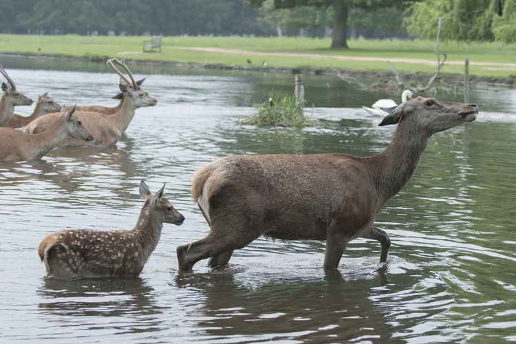 The swans weren't the only ones out with family members! (Credit: Sue Lindenberg)