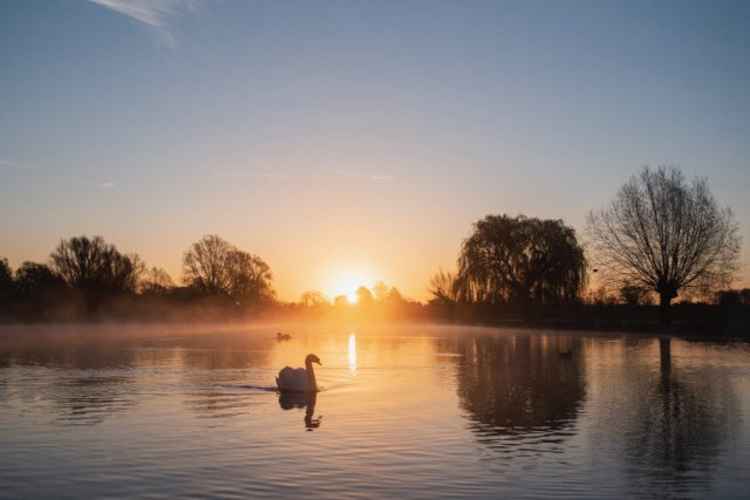 Bushy Park (Credit: Sue Lindenberg)