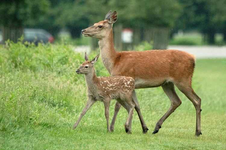 A mother deer and her calf (Credit: Sue Lindenberg)