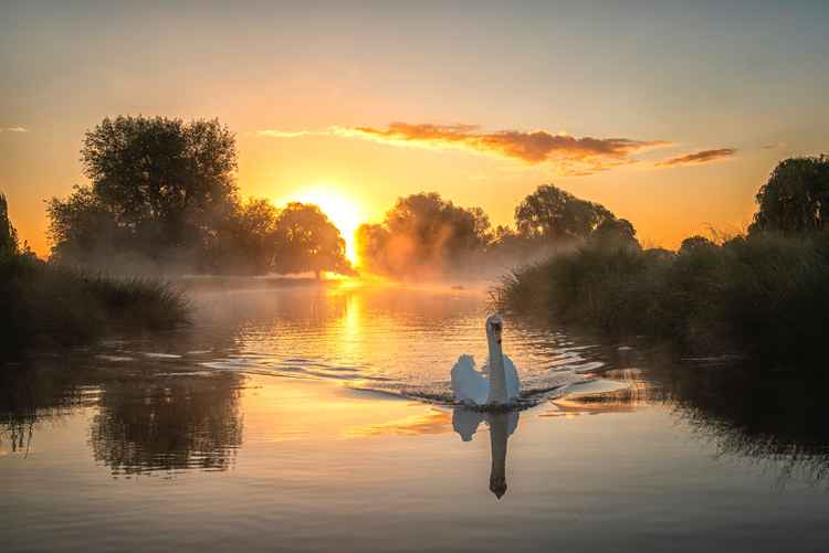 The 2019 Summer Solstice sunrise in Bushy Park, Teddington (Credit: Sue Lindenberg)