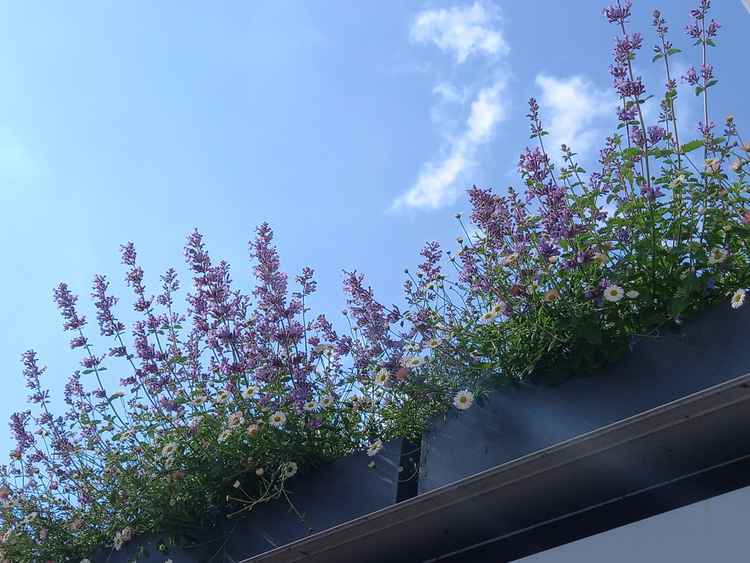 We love these roof planters which are often humming with bees! (Credit: Nub News)