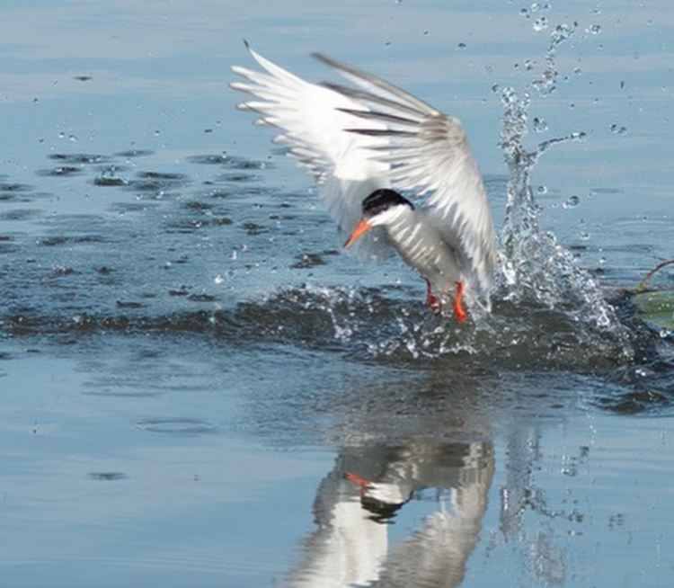 A stunning photo of a common tern in Bushy Park - one of the birds listed on the Royal Park's guide to Bushy Park (Credit: Sue Lindenberg)