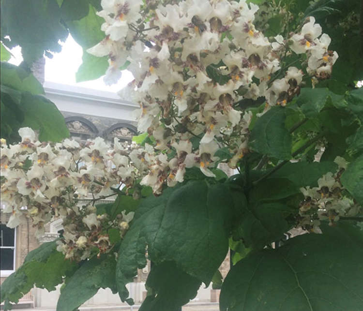 The Catalpa, or Indian bean tree, on Teddington's causeway planter (Credit: Richmond Council)