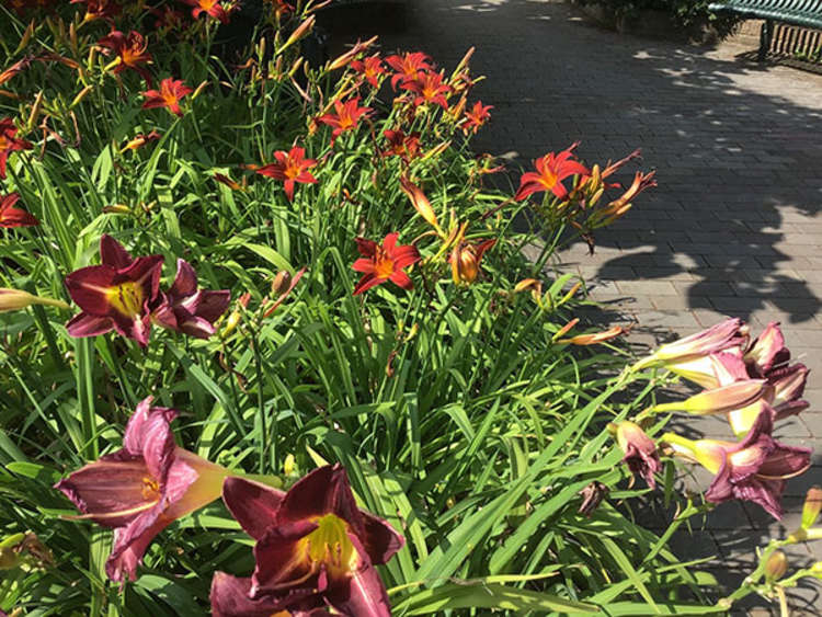 Lilies also flourish in the causeway planter (Credit: Richmond Council)