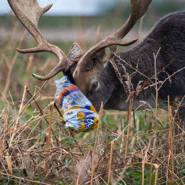 A stag had a plastic bag wrapped around its mouth (Image: Royal Parks)