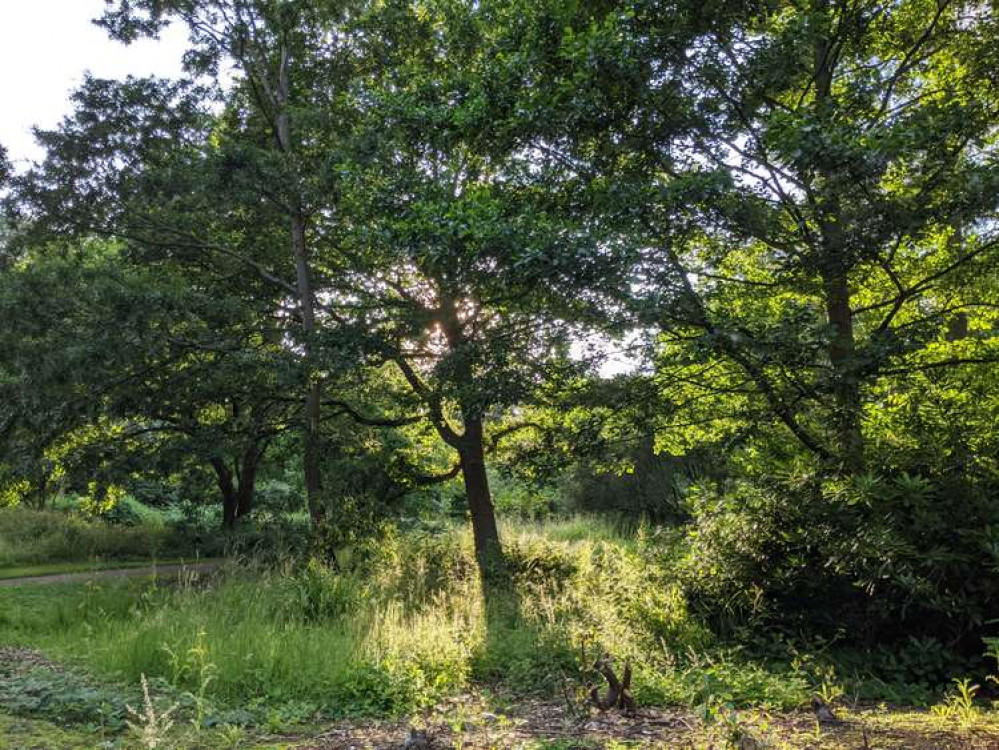 Teddington's Bushy Park was looking lovely this week (Credit: Nub News)