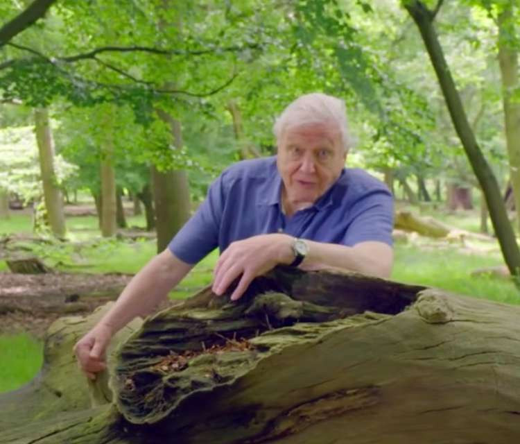 Naturalist and broadcasting legend Sir David Attenborough is urging people to respect the Royal Parks (Image: Royal Parks)