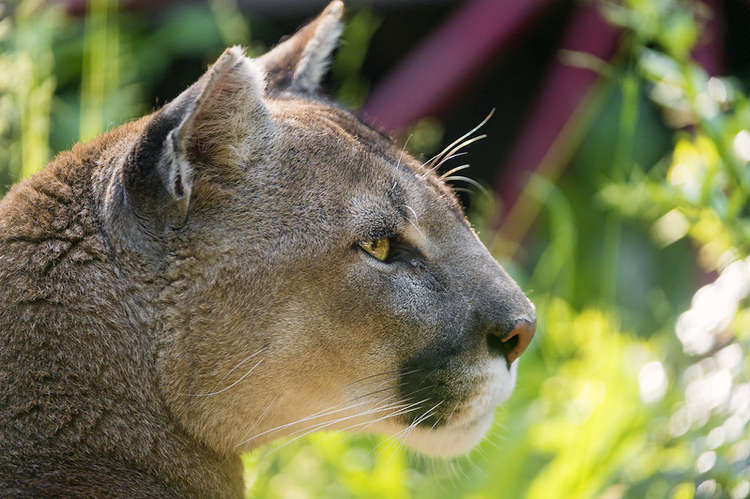 Seen any pumas in Teddington lately? (Image: Flickr)