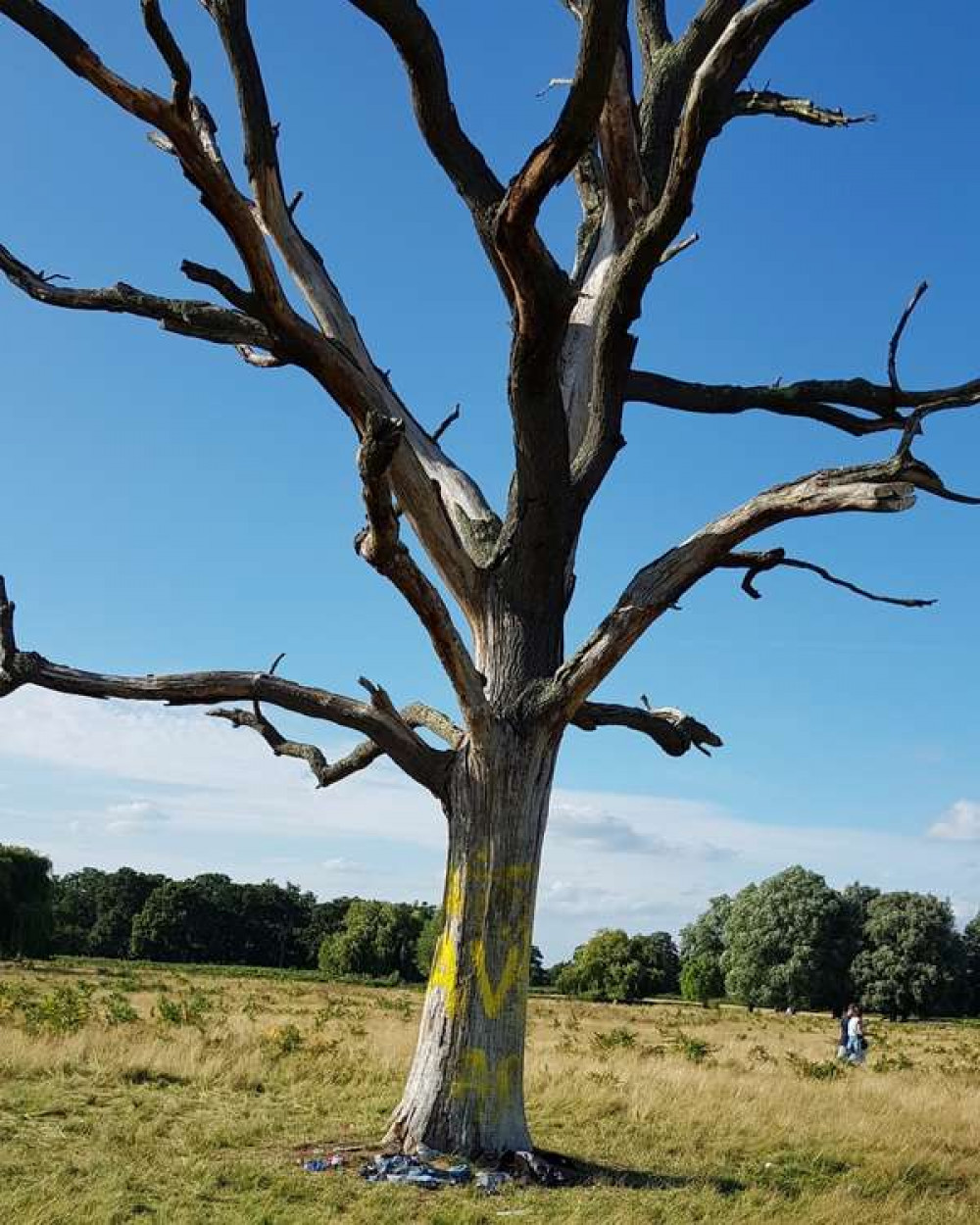 Graffiti was found on a tree in Bushy Park this morning (Image: Royal Park Police)