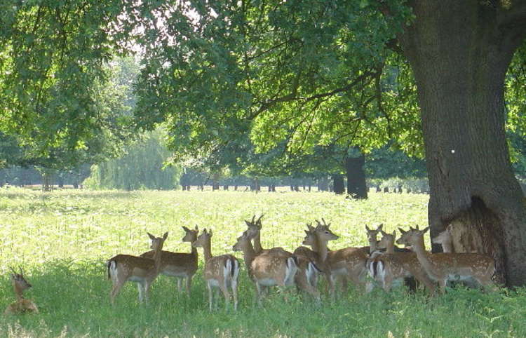 Deers shade under a tree in Bushy Park, Teddington (Image: Geograph)