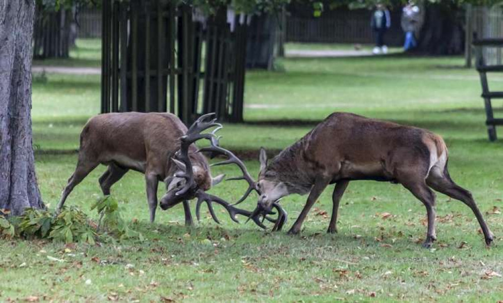 Deers lock antlers in Bushy Park as they compete for status in rutting season (Image: Cathy Cooper)