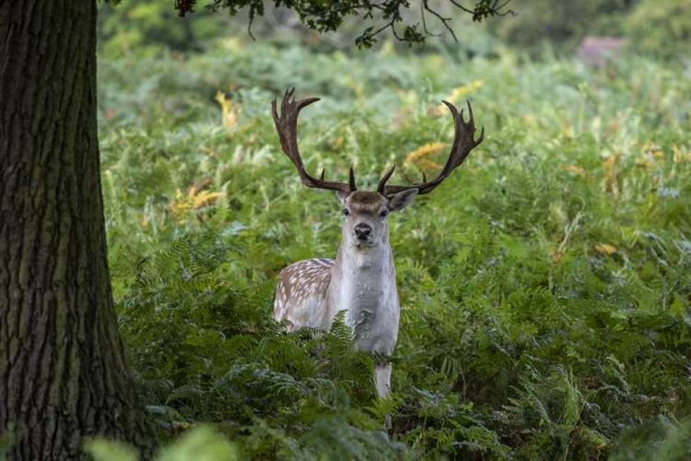 A beautiful fallow deer in Teddington's Bushy Park (Image: Cathy Cooper)