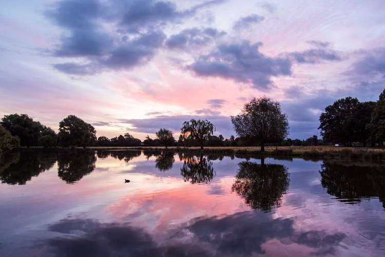 A glorious morning in Bushy Park, Teddington (Image: Sue Lindeberg)