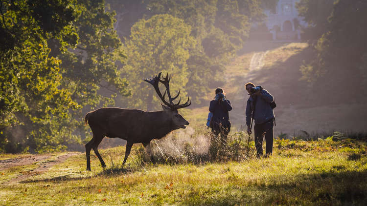 Photographers disturb the deer in Bushy Park, Teddington (Image: Steve Darlington)