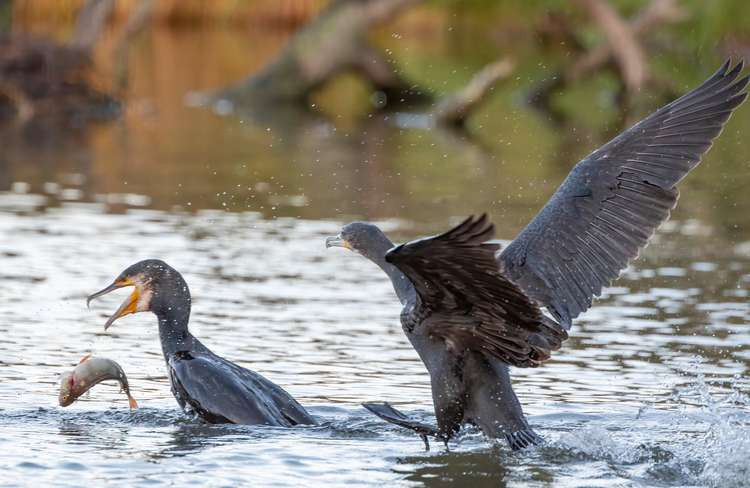 Cormorants in Bushy Park, Teddington (Image: Sue Lindenberg)