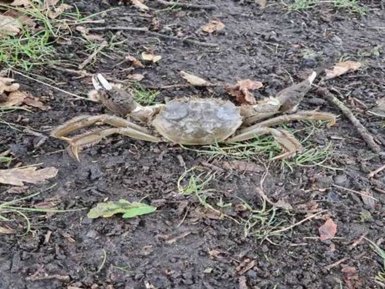 Giant crab sightings have been reported in Teddington's Bushy Park (Image: @julie_twickers)