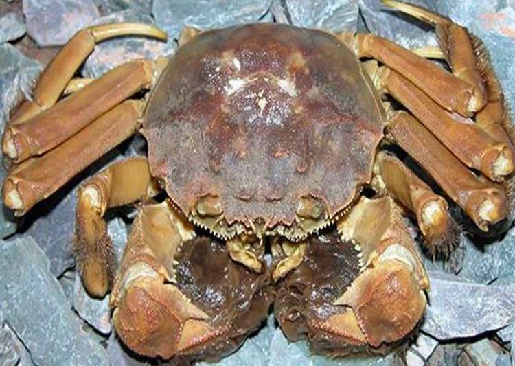 The crabs can grow as big as a dinner plate (Image: Natural History Museum)