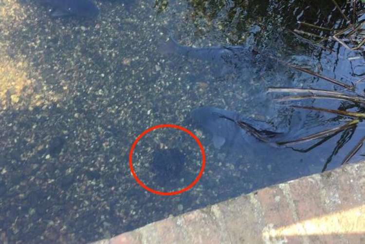 'Carp-e' diem: the reptile swims alongside fish in the park's lake (Image: Nadia Montasser)