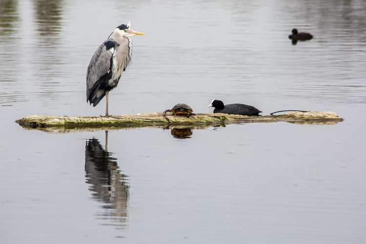 Three's company: the terrapin soaks up the sun next to a heron and coot (Image: Cathy Cooper)