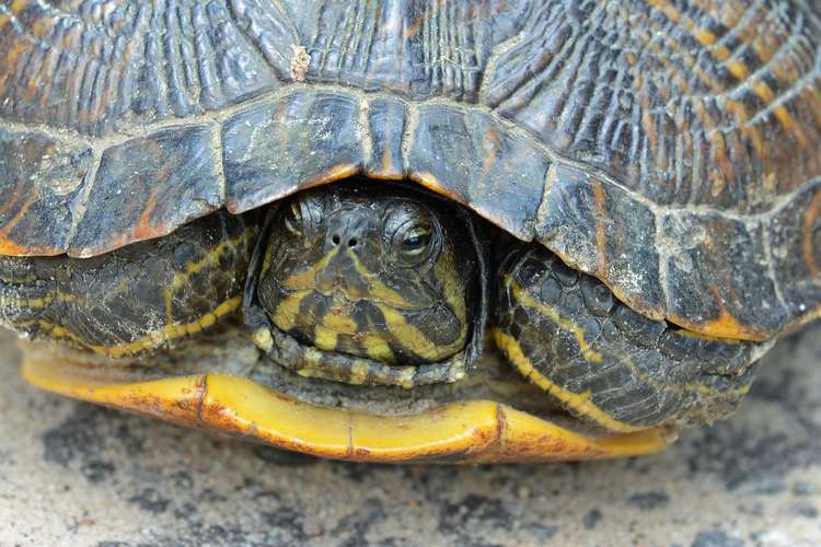 Turtles all the way down: the yellow-bellied slider is one of the most common terrapins (Image: Bubba73 via Wikimedia Commons)