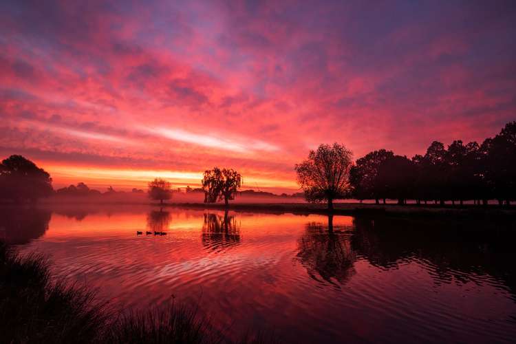 An astonishing red sunrise in Bushy Park this morning (Image: Sue Lindenberg)