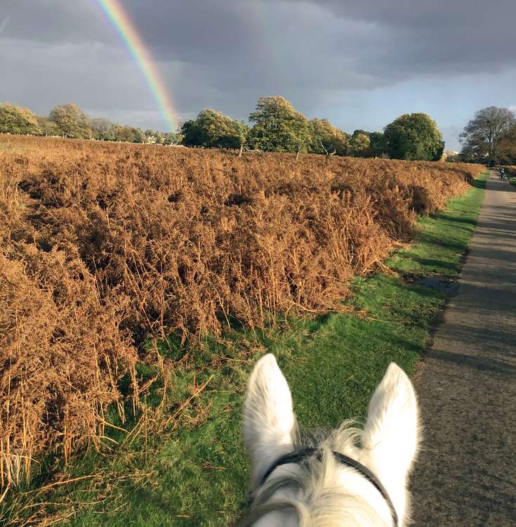 'Don't fear the storm for the rainbow is never far behind': Frenchie out in Bushy Park