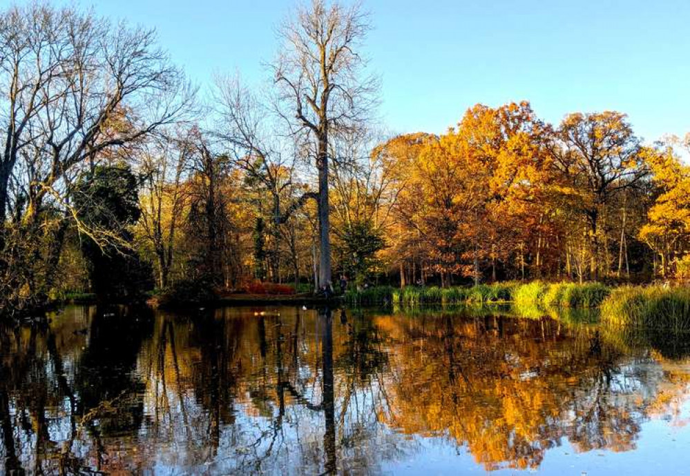 Autumn in Teddington's Bushy Park (Image: Ellie Brown)