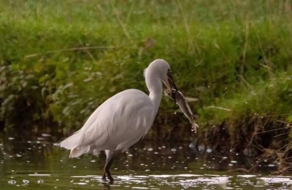 A little egret with a fish in Bushy Park (Credit: Sue Lindenberg)