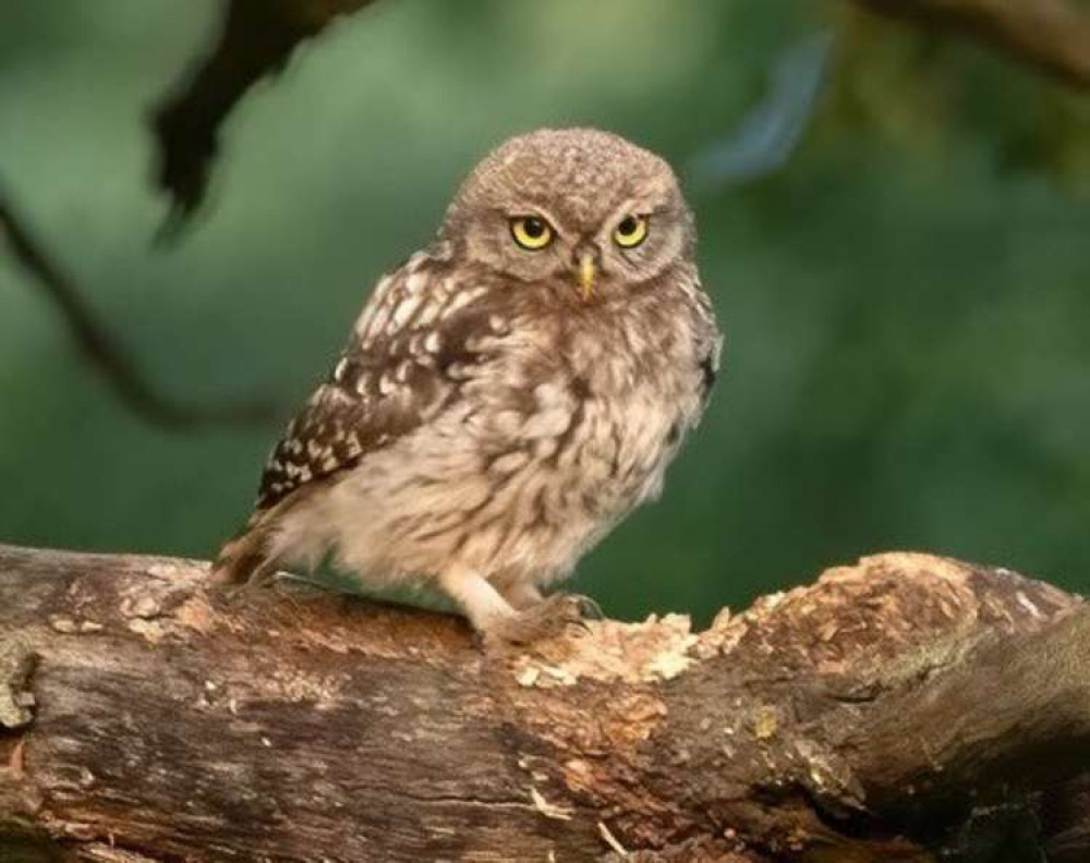 A little owl in Teddington's Bushy Park (Credit: Sue Lindenberg)