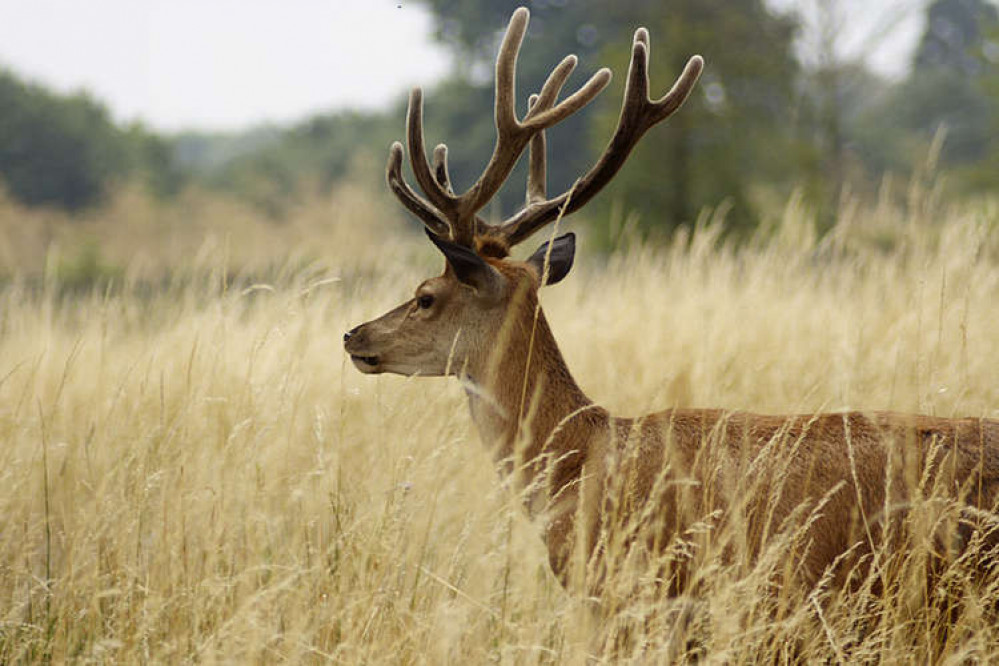 A deer in Teddington's Bushy Park. The November cull has started, affecting opening hours (Image: Royal Parks)