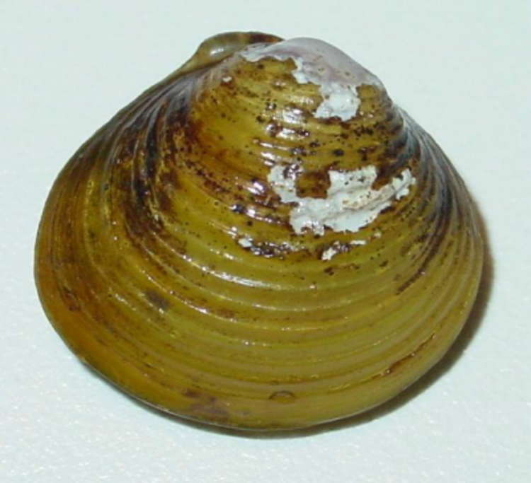 Asian clams are among the invasive species that live in the Thames