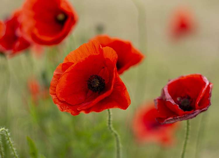 The Poppy Appeal raises money for the Royal British Legion to help it continue its vital work (Image: Pixabay)