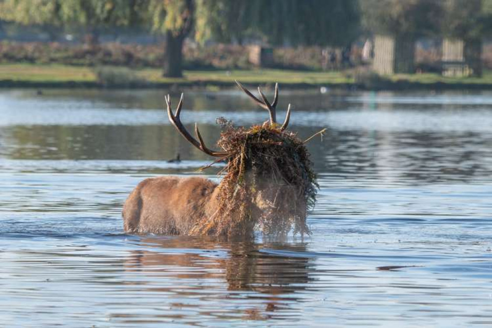 Teddington: a stag wearing its autumnal 'headdress' takes a dip in Bushy Park (Image: Sue Lindenberg)