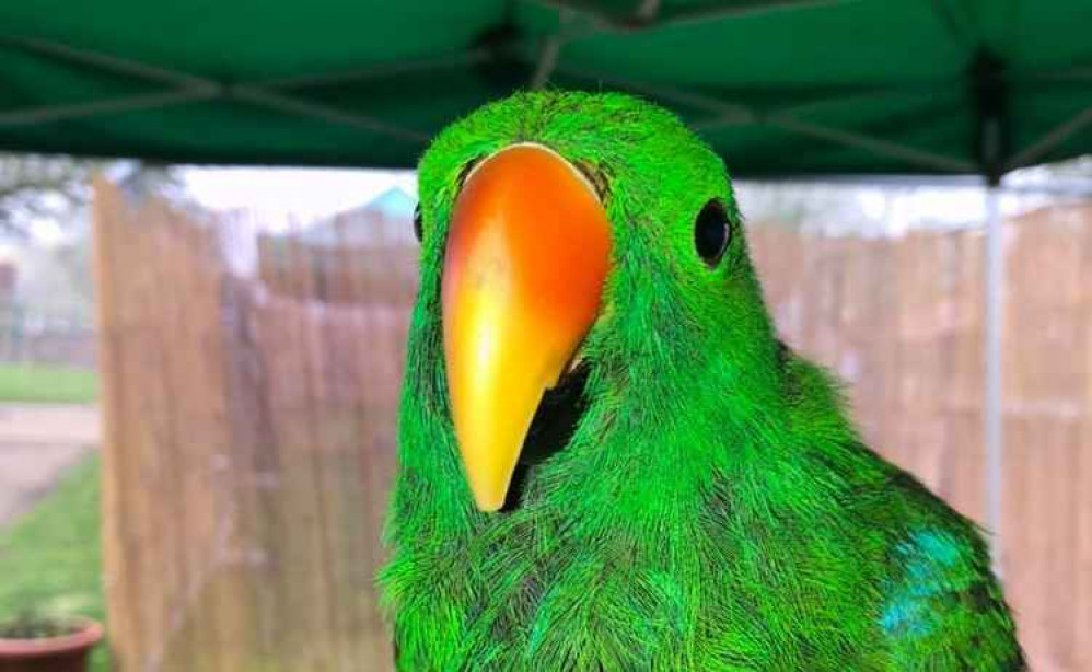 Raz the parrot, one of the much-loved animals lost in the fire