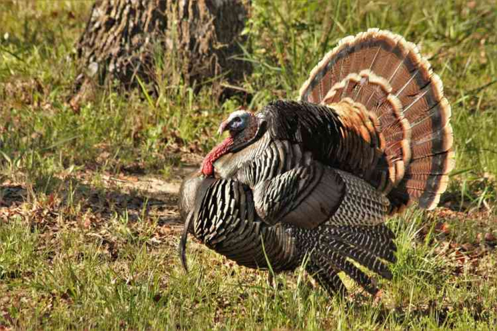 Stock image of a turkey. Image courtesy of Sheila Brown.