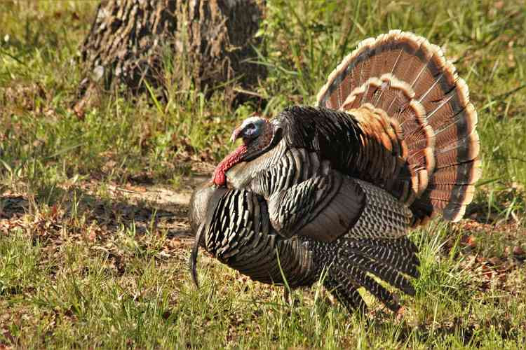 Stock image of a turkey. Image courtesy of Sheila Brown.