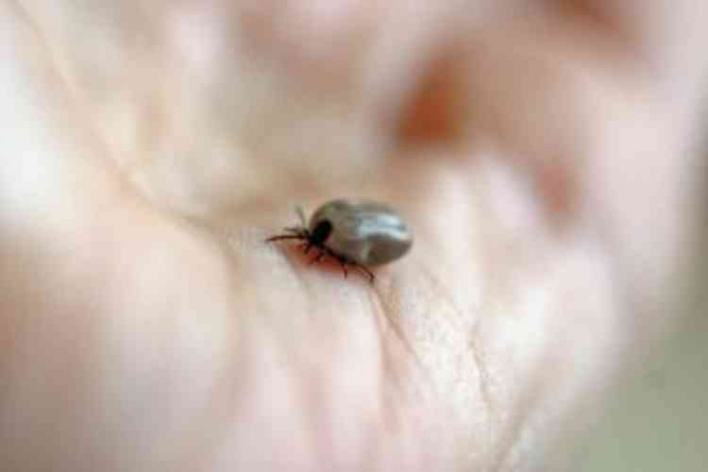 Stock image of a tick. Picture courtesy of DCC.