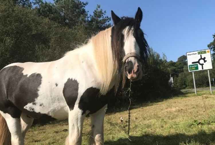 Cart horse Eddy